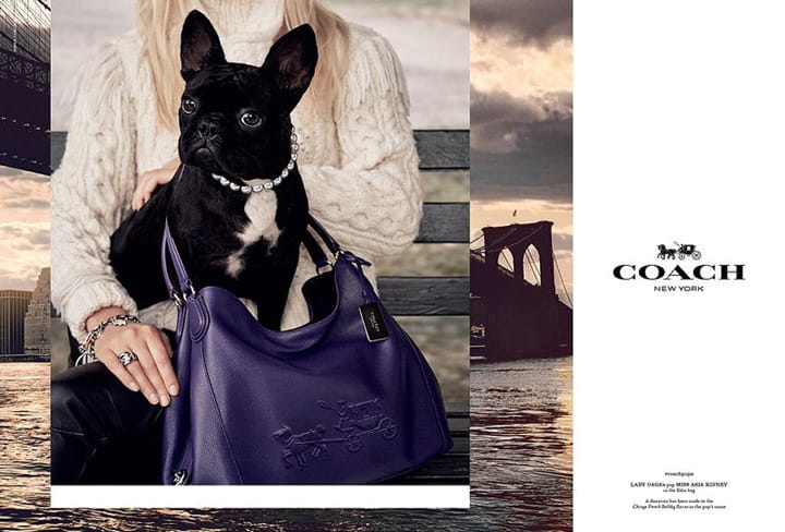 Coach 2015ﶬϵйƬ